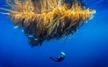  شکار زیر دریا