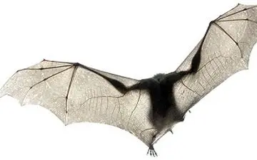 ورود خفاش به مسابقه بسکتبال! 