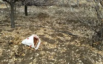 وقوع شکار در مناطق آزاد آرادان/ ۲ لاشه قوچ کشف شد