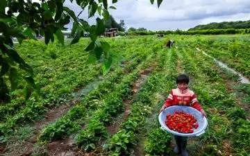  ساخت مزرعه روی پشت بام سوپرمارکت+فیلم