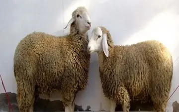 هشدار، درخانه اقدام به کشتن دام نکنید!