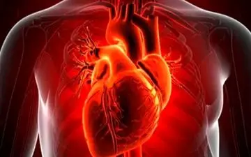 امیدی تازه برای بیماران قلبی: قلب می‌تواند بخشی از آسیب پس از سکته را جبران کند
