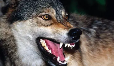 46 راز شگفت‌انگیز از زندگی گرگ‌ها: سفری به دنیای وحشی‌ترین سگ‌ سانان!