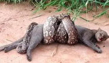 تلاش گربه وحشی برای فرار از مار بوآی غول پیکر 