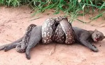 تلاش گربه وحشی برای فرار از مار بوآی غول پیکر 