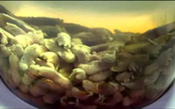  موزه غذاهای تهوع‌آور؛ با کیسه وارد شوید!