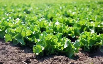 روزانه ۳ تا ۵ وعده انواع سبزیجات در برنامه غذایی مصرف شود