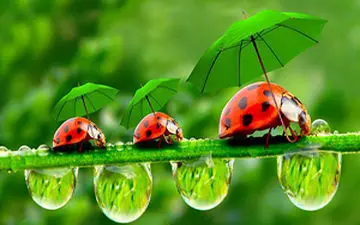 کارآفرینی با استفاده از حشرات