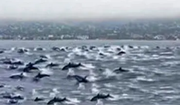 جست‌وخیز بیش از یکصد دلفین در آب‌های سواحل کالیفرنیا