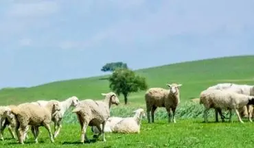 بگو ببینم مرغ کجای تصویر است!