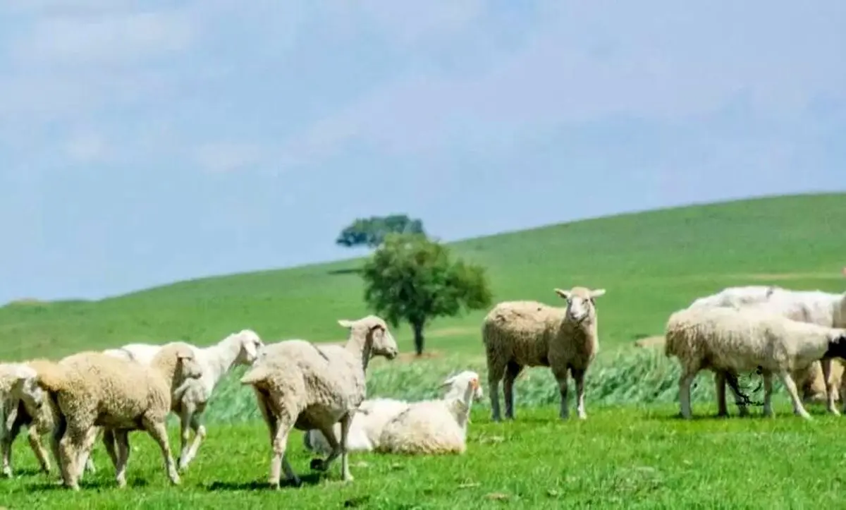 بگو ببینم مرغ کجای تصویر است!