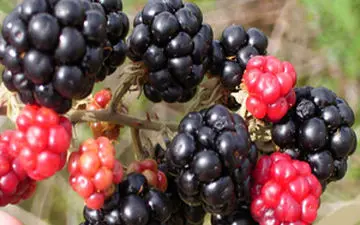 بازار پر رونق میوه وحشی + فیلم