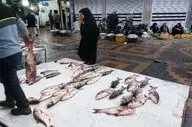 قیمت انواع ماهی ۱۷ اسفند ۱۴۰۴