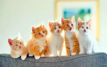 بچه گربه‌ی معجزه‌گر! راه رفتن روی دیوار به دنبال نور لیزر + ویدئو