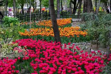 گزارش تصویری از لاله های زیبای بهاری در باغ ایرانی