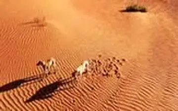 انداختن خرگوش‌ جلوی سگ‌های شکاری برای سرگرمی انسان‌ها