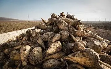 کشاورزان قصرشیرین کار برداشت چغندر قند را آغاز کردند