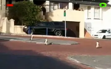 فیلم/ گشت زنى پنگوئن ها در خیابانهای آفریقای جنوبی