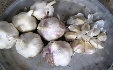 100 خاصیت سیر که از آن بی خبر هستید