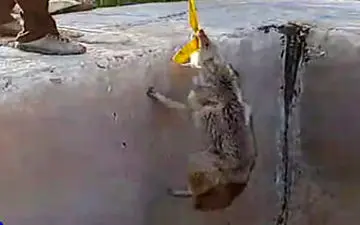 فیلمی از نجات شغال گرفتار در ازگله 