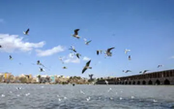 زاینده رود هم آب دارد و هم پرنده مهاجر