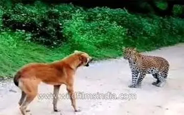 ویدیو| حمله پلنگ به یک سگ و واکنش دیدنی هر دو!