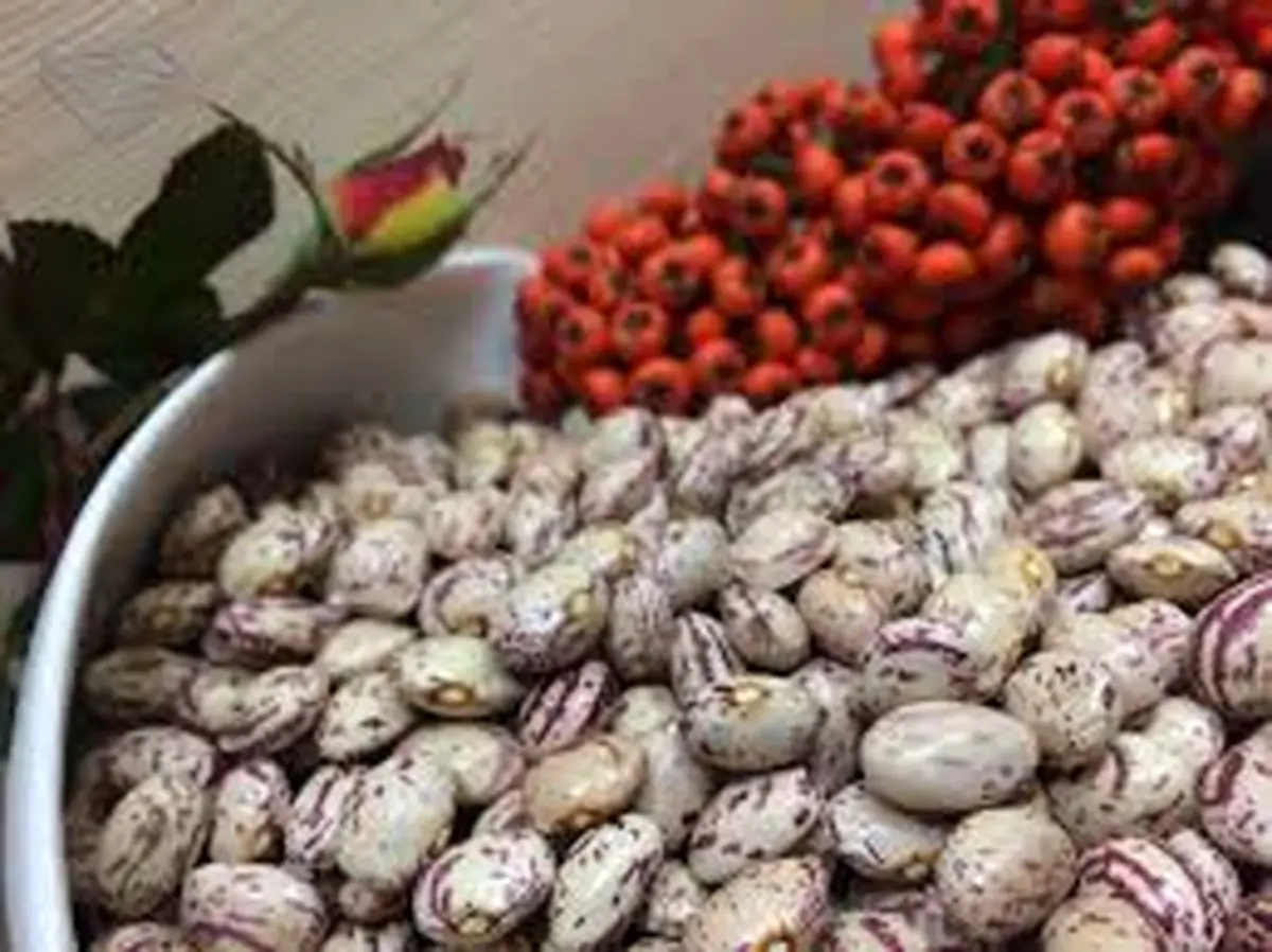 پیشگیری از زخم معده با لوبیا چیتی!