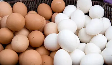 آخرین وضعیت شیوع آنفولانزای حاد پرندگان/ عرضه تخم مرغ های غیر بهداشتی صحت دارد؟
