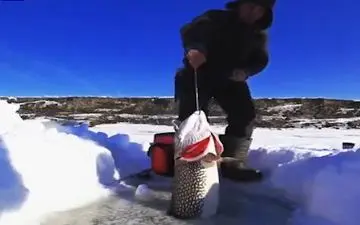 صید ماهی غول پیکر از یک سوراخ کوچک