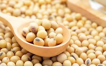 سویا آجیلی؛ قهرمان ناشناخته سلامتی! ۲۰ فایده شگفت‌انگیز این دانه دانه پروتئینی