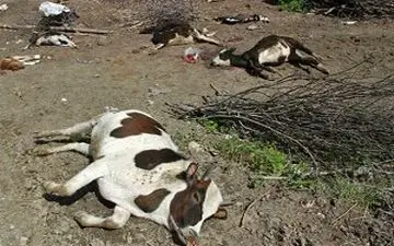 واکسن‌های ایرانی درمان‌کننده بیماری تب برفکی+فیلم