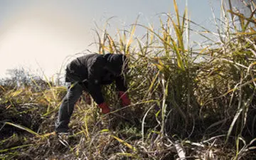 پرداخت یک حقوق معوقه دیگر کارگران نیشکر هفت‌تپه تا پایان هفته