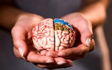 چه کار کنیم تا مغزمان کوچک نشود؟/اینفوگرافیک