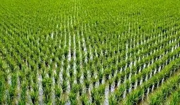 لغو ممنوعیت کشت برنج