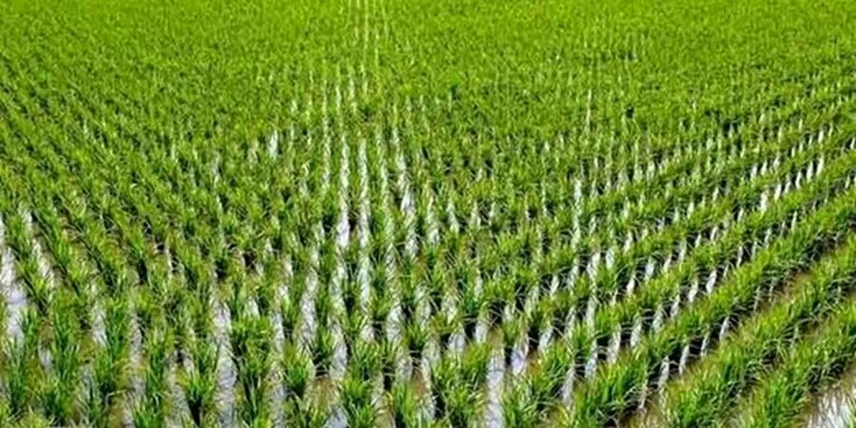 لغو ممنوعیت کشت برنج