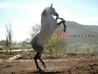 محسن عباسی‌فرد- ایرج الیاسی دالاهو