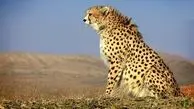 مشاهده یوزپلنگ ایرانی در خراسان شمالی برای سومین بار در سال