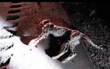  جنسیت "توله یوزپلنگ" تلف شده هنوز مشخص نیست 