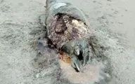 لاشه یک قلاده فوک خزری در ساحل زیباکنار گیلان