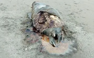 لاشه یک قلاده فوک خزری در ساحل زیباکنار گیلان