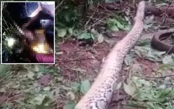 ناپدید شدن زن ۵۵ ساله هنگام باغبانی؛ جسدش در دهان مار پیتون پیدا شد