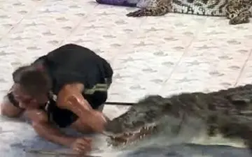 شوخی با کروکودیل کار دست مربی داد!+فیلم