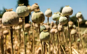 داروی گیاهی برای ترک شیره تریاک