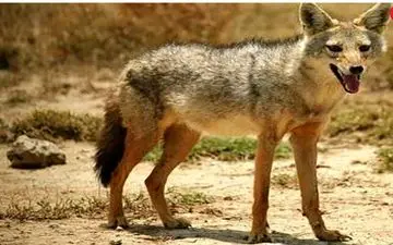 حمله یک قلاده شغال به مردم در شهر بیستون 