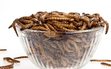 اشتهای عجیب یک دختر جوان برای خوردن حشرات! + فیلم