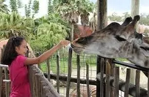 ویدیویی جالب از واکنش حیوانات باغ وحش در مقابل کودکان