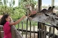 ویدیویی جالب از واکنش حیوانات باغ وحش در مقابل کودکان