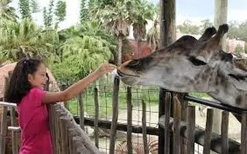 ویدیویی جالب از واکنش حیوانات باغ وحش در مقابل کودکان