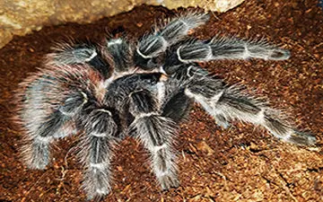 حشره ای که قاتل مارهاست + فیلم 