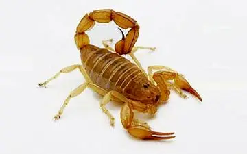  کشف ۳ هزار عقرب از یک خانه در مشهد